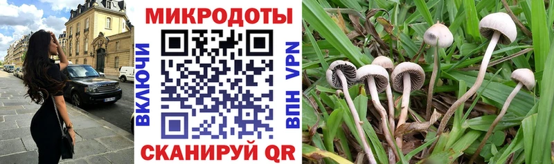 Галлюциногенные грибы Psilocybine cubensis  Саранск 